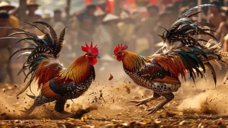 Định Nghĩa Đá Gà Cựa Tròn Là Gì?