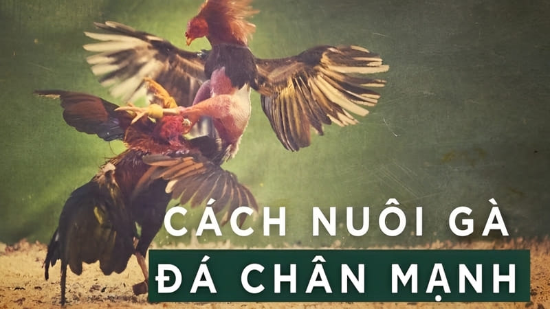Cách Để Chiến Kê Có Chân Mạnh Chơi Gà Đá Đòn Độc