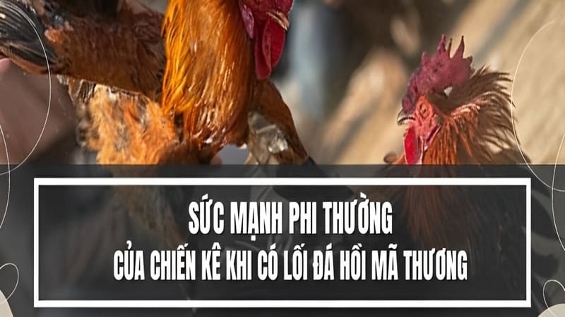 Chiêu Thức Hồi Mã Thương Trong Đá Gà