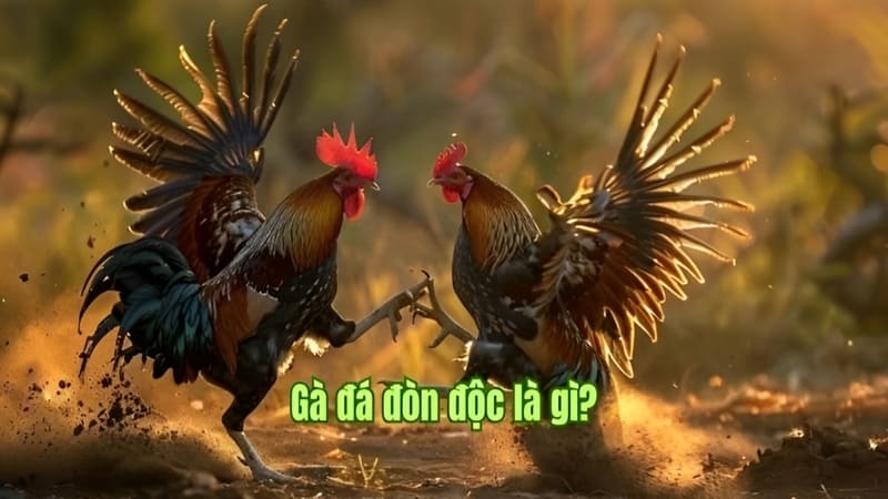 Tìm Hiểu Chi Tiết Về Thế Đá Đòn Độc Của Chiến Kê
