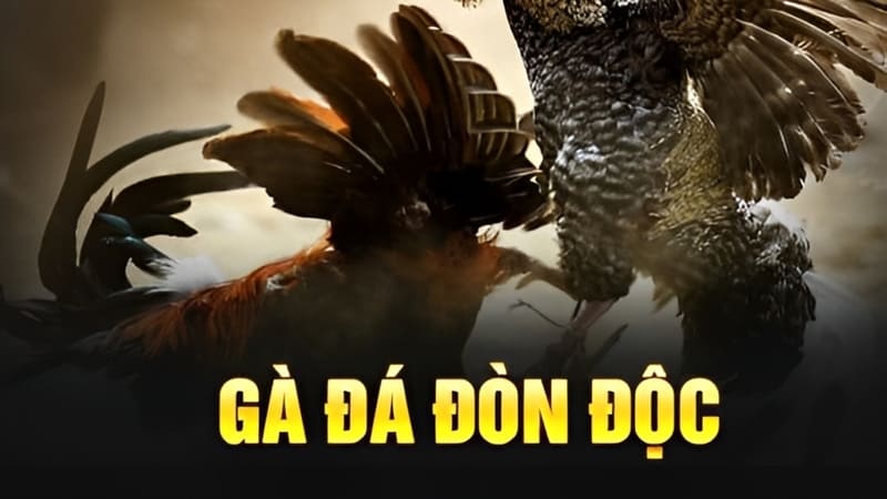 Gà Đá Đòn Độc - 6 Chiêu Thức Tranh Tài Chiến Kê Thường Gặp