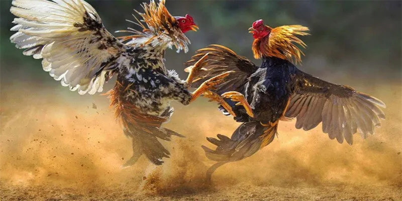 Giới thiệu cơ bản về sảnh đá gà J88 chất lượng nhất Việt Nam