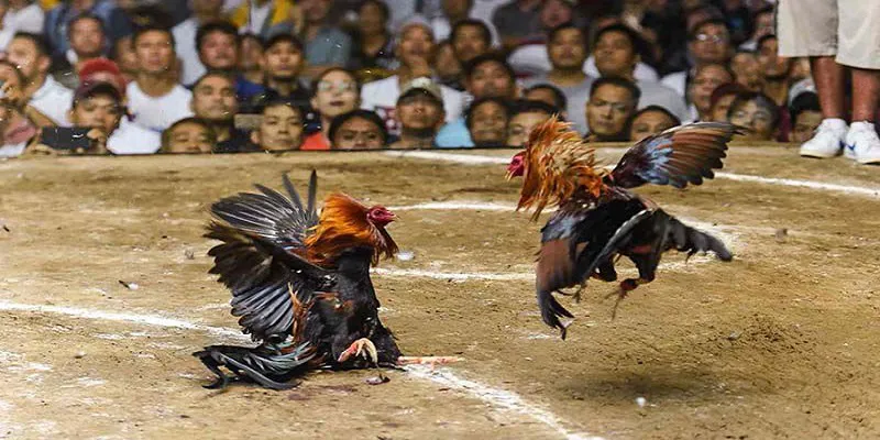 Lý do nên lựa chọn chọi gà J88 làm nơi thỏa mãn niềm vui giải trí