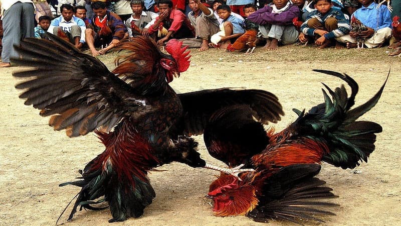 Những Dòng Gà Đá Cựa Tròn Phổ Biến
