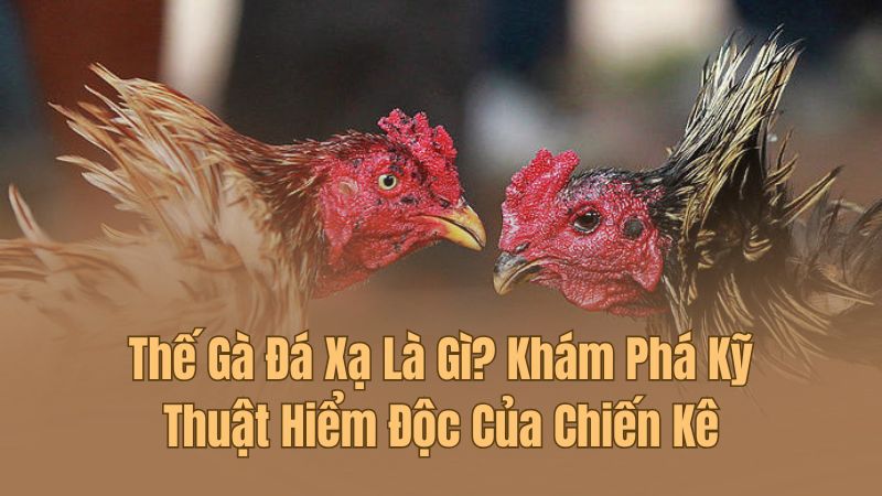 Thế Gà Đá Xạ Là Gì? Khám Phá Kỹ Thuật Hiểm Độc Của Chiến Kê