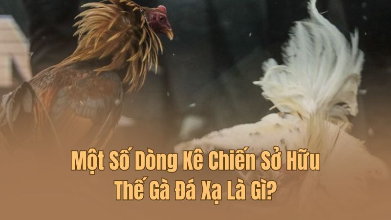 Tổng hợp các chiến kê sở hữu thế gà đá xạ là gì?