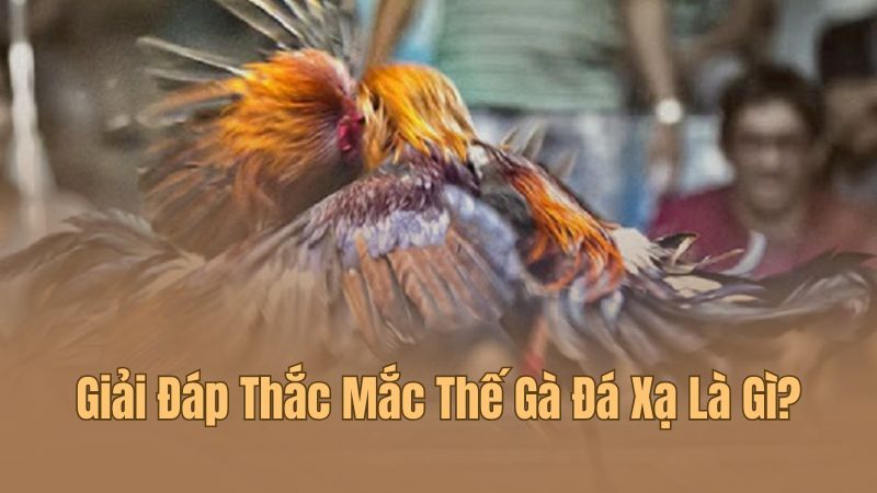 Định nghĩa thuật ngữ thế gà đá xạ là gì?