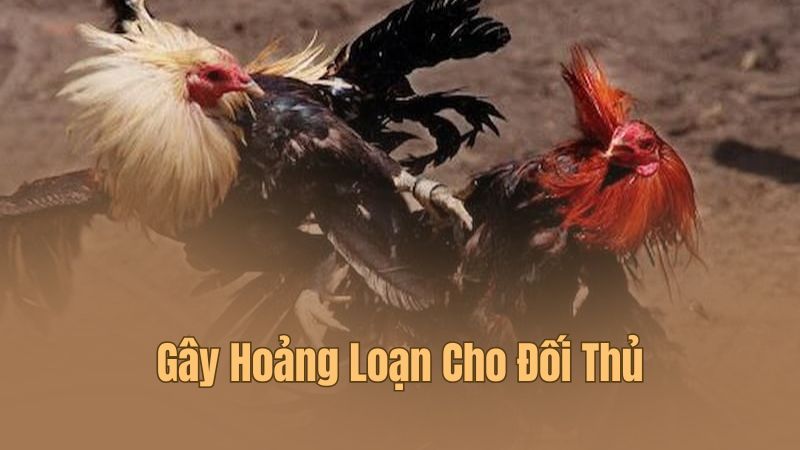 Vài điểm đặc trưng khi nói về thế gà đá xạ là gì